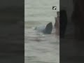 tn fishermen rescue a rare species of fish in rameswaram rameshwaram caughtoncamera