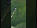 The Singing Sensation That's Captivating Audiences - Melodious Oriental  Magpie Robin  |#trending