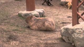 カピバラ　（旭山動物園編）北の怪物①