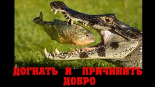 Догнать и причинить добро