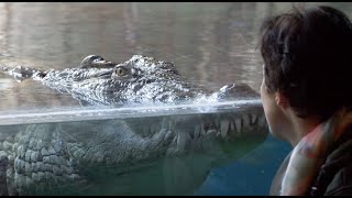 The AMAZING Evolution of Alligators: How These Ancient Predators Survived for Millions of Years!