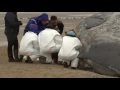 sperm whale stranded on hunstanton beach has died