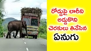 #elephant చెరకు ట్రక్కును అడ్డుకున్న అడవి ఏనుగు వైరల్ వీడియో || WILD ELEPHANT BLOCKS A SUGARCANE