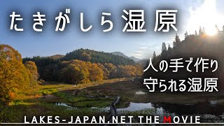 【たきがしら湿原】人の手で作られ、守られている湿原、たきがしら湿原。