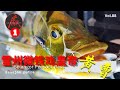 Vol.88  雪州微铁戏皇帝（黄曹）SELANGOR PEACOCK BASS #孔雀鲈 #fishing #fishingvideo #钓鱼 #lure #路亚 #jigging #bfs