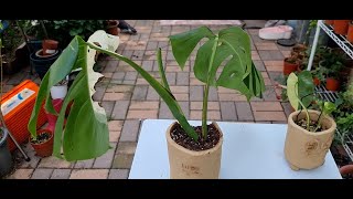 Variegated Monstera Albo Borsigiana Foliage Plant Pot Making at Home