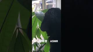 猫　咀嚼音　ASMR