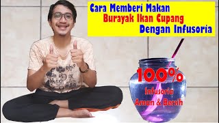 Cara Memberi Makan Burayak Cupang dengan Infusoria | Pakan Alternatif Burayak Cupang Umur 3 hari