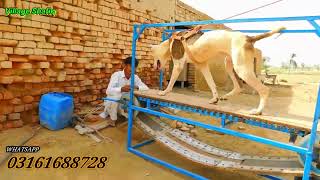Pakistani Dog The Treadmill Machine For Dog By Hand Making