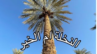 طريقة جني ثمار النخيل