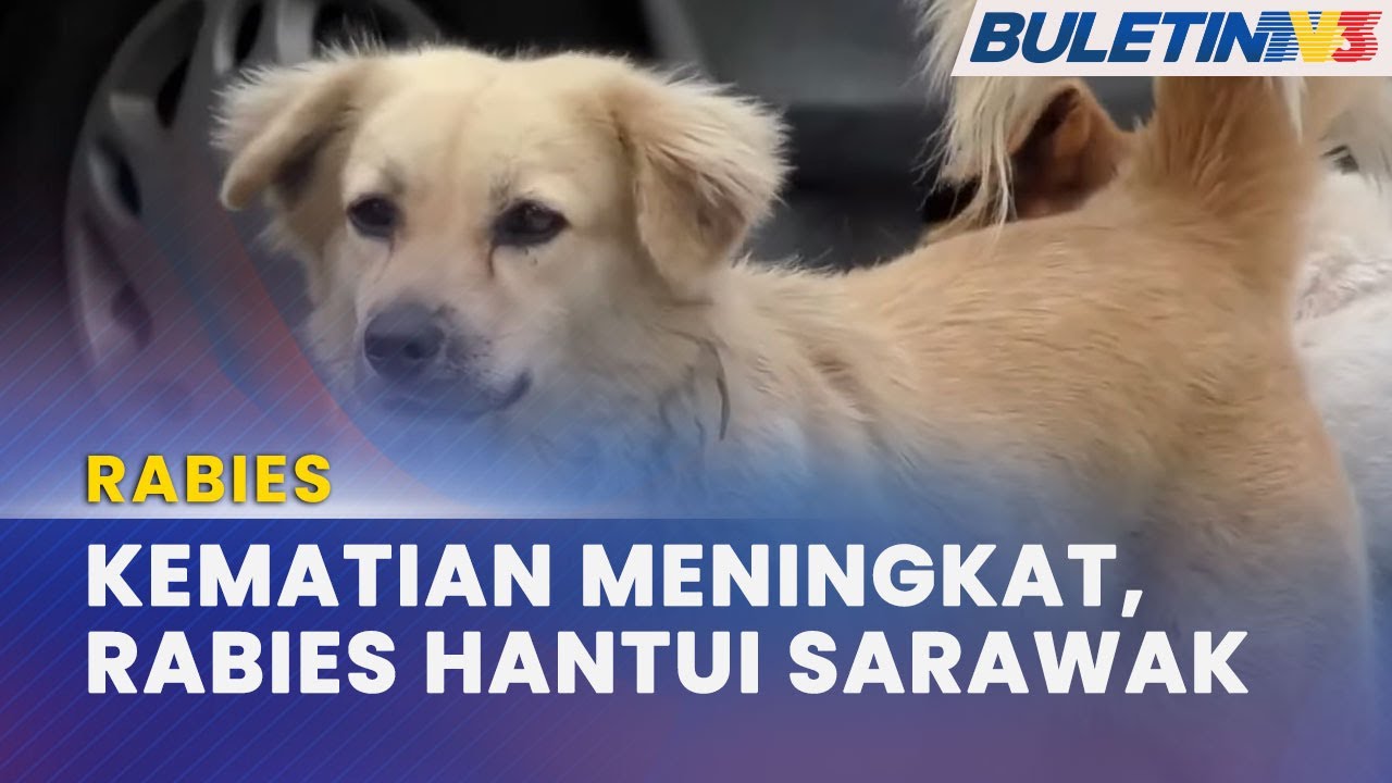 RABIES | 13 Maut Akibat Rabies Di Sarawak - YouTube