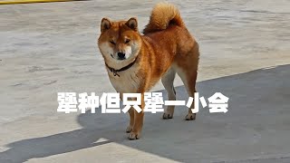 天冷柴犬不愿意进屋 主人直接关门