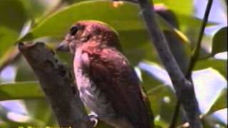 Tiger Shrike (Lanius tigrina)