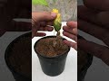 how to propagate hibiscus flowers from flower buds shorts