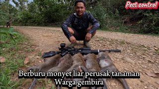 ‼️BERBURU HAMA KERA PERUSAK TANAMAN, WARGA GEMBIRA, pest control