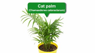 Victory and peace--Cat palm