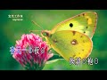 蝶戀花_何華棧 袁玉英 音乐版