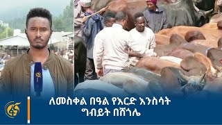 ለመስቀል በዓል የእርድ እንስሳት ግብይት በሸጎሌ