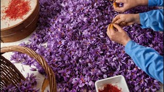 Kashmir Saffron - The finest saffron in the world