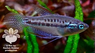 水槽内で野生化したピグミーグラミー Trichopsis pumila (Pygmy gourami, Sparkling gourami)