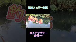 【桂川・ニジマス】爆釣❗️最強の渓流フェザーフィッシング