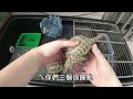 隆背到底是為什麼呢 【九桃分享養爬蟲 《reptiles》】