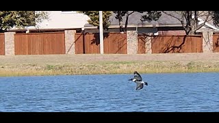 Kingfisher Vocalizing - I believe he caught a fish