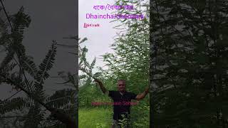 ধঞ্চে/ধৈঞ্চা গাছ/Dhaincha/Sesbania #plant #botany #ধৈঞ্চা #Sesbania #plantmedicine #lifecraftiqbal