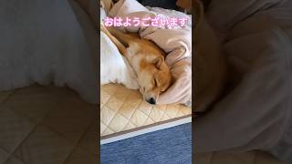 朝だよ。放心状態の柴犬モモちゃん。なんて可愛いこと #doglover #dog #animal #犬のいる暮らし #癒し #cute