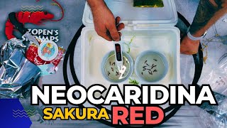 SAKURA RED - Powrót krewetek Neocaridina na hodowlę