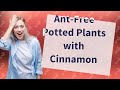 How Can I Keep Ants Out of My Potted Plants Naturally?