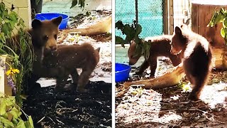 Orphaned Bear Cubs Reunite