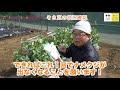 そら豆の育て方 日々のお手入れ編【かたつむり、なめくじ対策】