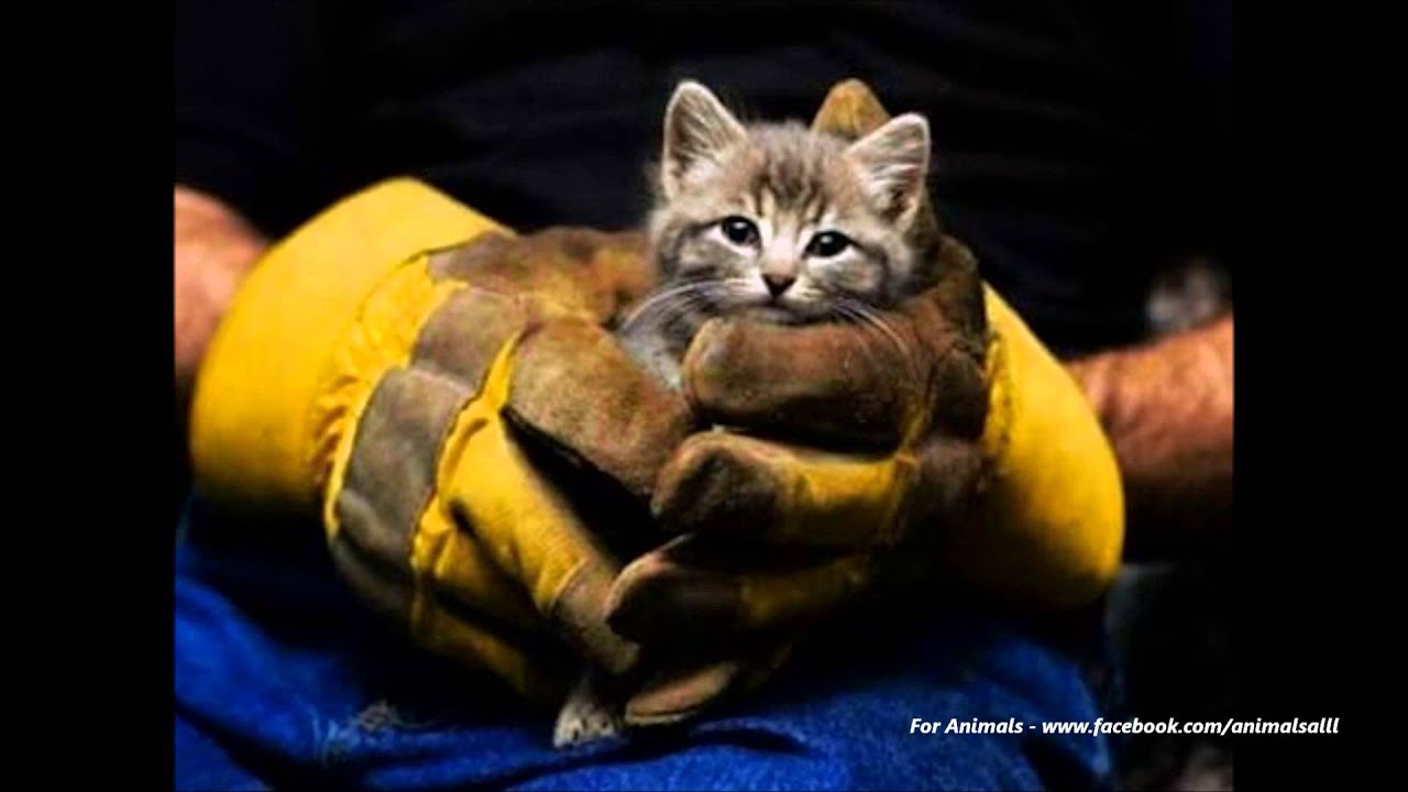 Heartwarming Animal Rescues Youtube