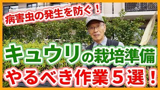 家庭菜園や農園のキュウリ栽培の栽培準備でやるべき作業５選！病害虫の発生を防ぐキュウリの育て方！【農家直伝】