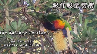 彩虹吸蜜鹦鹉; Rainbow Lorikeet Sucking Nectar