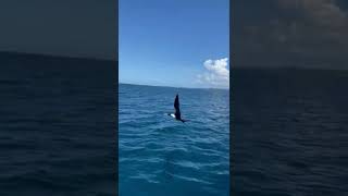 Tijereta al ataque ( Frigate bird strikes)