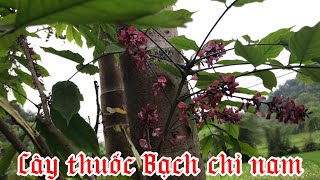 Cây Bạch chỉ nam | Millettea pulchra Kurz|  mát rừng | đậu chỉ | đậu dự | động thực vật rừng