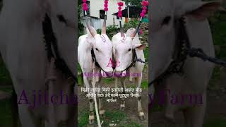 #ajitchakre_dairyfarm #beed #short #bailgada_sharyat_live #shots_youtube #khilar #mh23 #हीरापुर