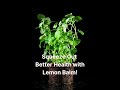 Squeeze Out Better Health with Lemon Balm #shorts