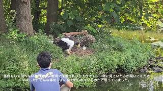 上野動物園のオオワシ　怪我をして保護されたそうです。　9/27