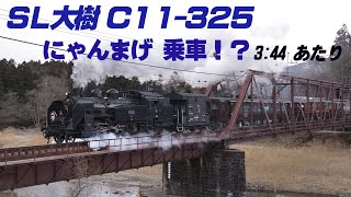 東武SL大樹 C11-325に、日光江戸村の「にゃんまげ」が乗ってる！？