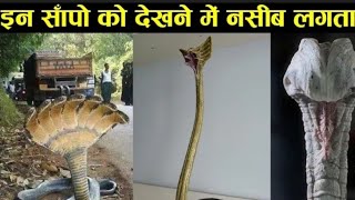 NO Snakes in real life | No snakes|