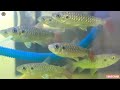 38 types of ornamental fish u0026 their prices all are here