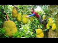 Harvest Giant Ripe Jack fruit goes to market sell, Cook jackfruit sticky rice | New Free Bushcraft