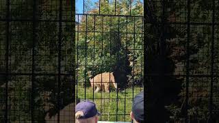 Folk som ser på Løver i Kristiansand Dyrepark