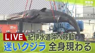 【LIVE】全身の姿現る！迷いクジラ『淀ちゃん』運搬作業始まる  ガス抜き作業を終える　紀伊水道沖へ