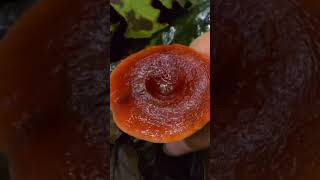 Immersive mushroom picking on rainy days # decompression # voice control # ASMR