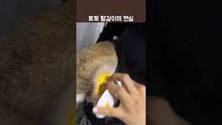 [4살호두] 토끼 털갈이의 진실 #토끼 #털갈이 #빗질