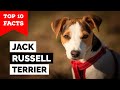 Jack Russell Terrier - Top 10 Facts